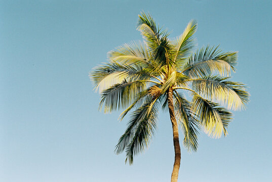 Lone tropical palm tree against clear blue sky