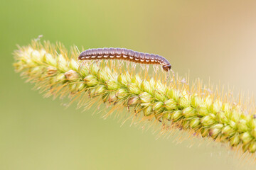 caterpillar macro