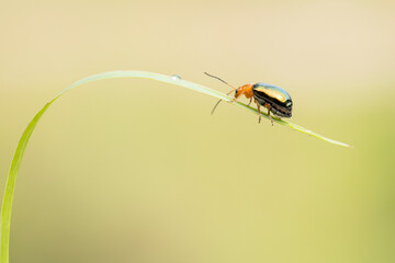 ladybug on a plant