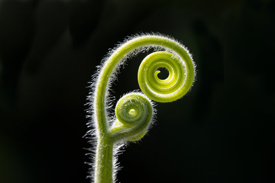 spiral stem of plant