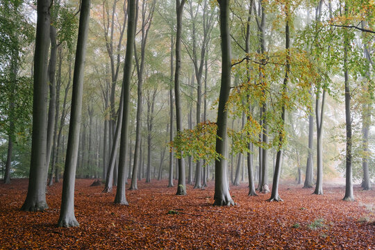 Fog in a woodland of Beech trees. Norfolk, UK.