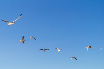 a flock of seagulls in the sky by the sea coast