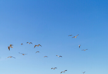 a flock of seagulls in the sky by the sea coast