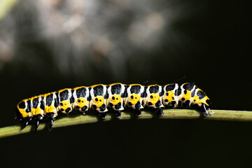caterpillar macro