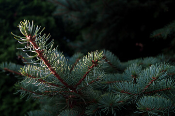 blue spruce branch on a sunny morning