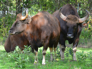 The gaur or Indian bison, is the largest extant bovine, native to South Asia and Southeast Asia. It has been listed as Vulnerable on the IUCN Red List since 1986.