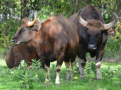 The gaur or Indian bison, is the largest extant bovine, native to South  Asia and Southeast Asia. It has been listed as Vulnerable on the IUCN Red  List since 1986. Stock Photo |