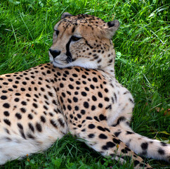 Cheetah is a large-sized feline inhabiting most of Africa and part of the Middle East.The cheetah is the only extant member of the genus Acinonyx,most notable for modifications in the species paws © Daniel Meunier