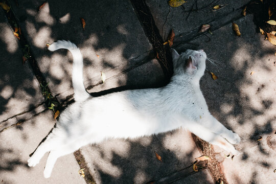 white cat lying on ground