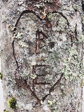 initials carved in a tree