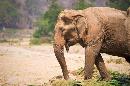 Elephant in Thailand