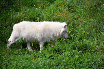 Arctic Wolf or Polar White Wolf, is a subspecies of the Gray Wolf, a mammal of the family Canidae....