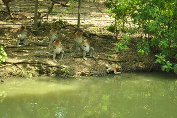 a group of proboscis bekantan monkeys typical of Kalimantan gathered on the banks of the river Kahayan Barito Mahakan