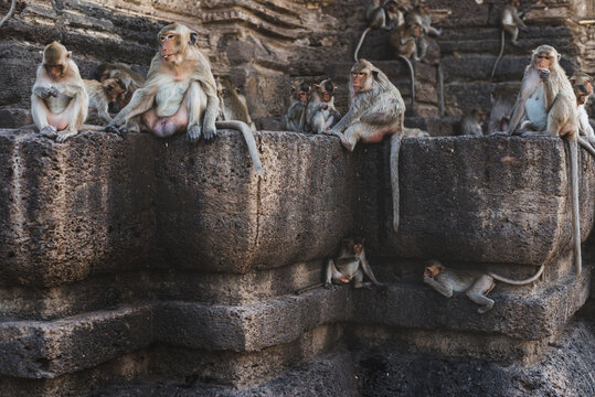 Monkey in the old temple