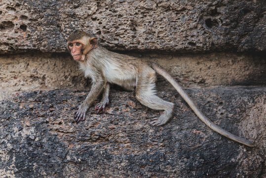 Monkey in the old temple
