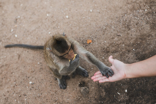 Monkey in the old temple