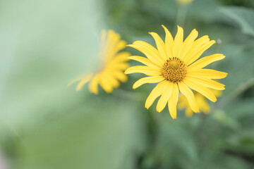 yellow daisy macro