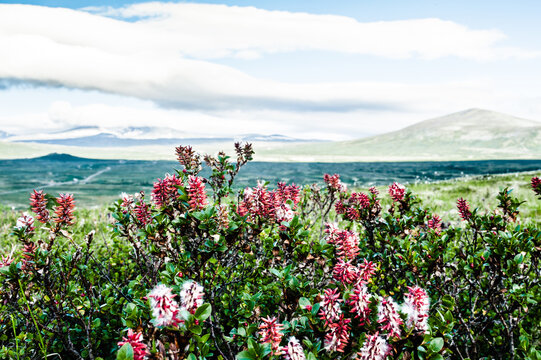 Heather in Norwegian landscape, Dovrefjell, Scandinavia