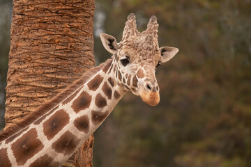 A Beautiful Juvenile Giraffe Look of Innocence