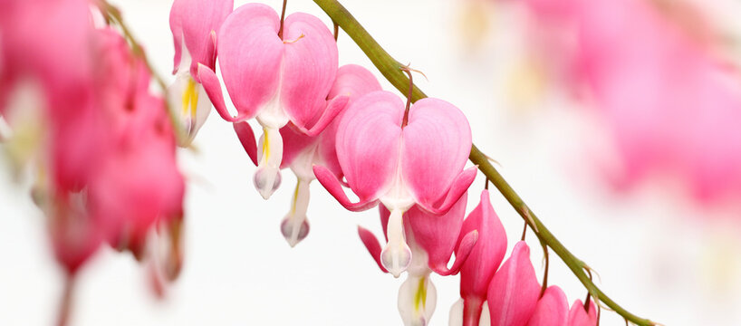Bleeding heart plant