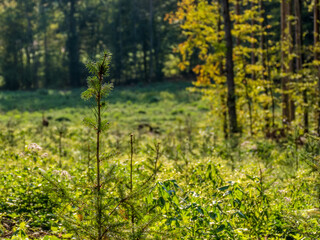 Neuanpflanzung von jungen Bäumen im Mischwald