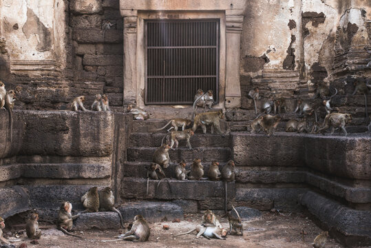 Monkey in the old temple