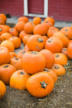 pile of pumpkins at pumpkin patch
