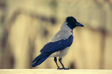 Hooded crow another name is Corvus Cornix