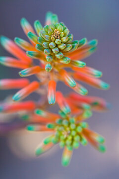 aloe transvaalensis