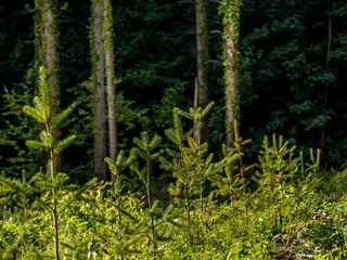 Obraz na płótnie Canvas Neuanpflanzung von jungen Bäumen im Mischwald
