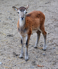 European mouflon is the westernmost and smallest sub-species of mouflon. It was originally found only on the Mediterranean islands of Corsica and Sardinia
