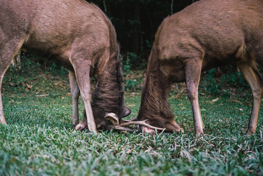 Sambar Deers fighting