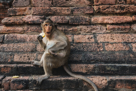 Monkey in the old temple