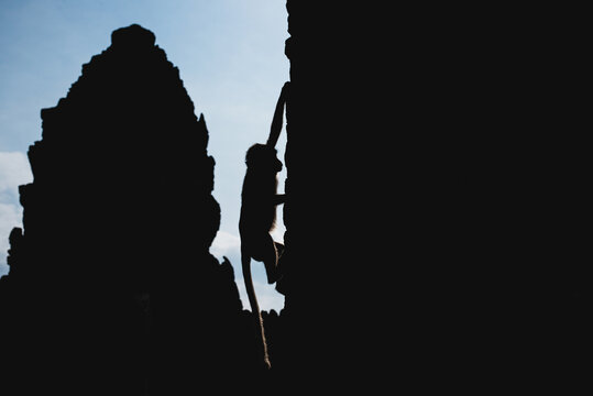 Monkey in the old temple