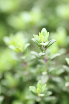 Fresh thyme shoots