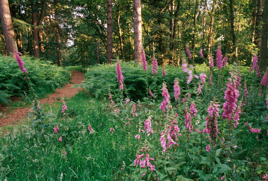 Foxgloves beside a woodland path at sunset. Norfolk, UK.