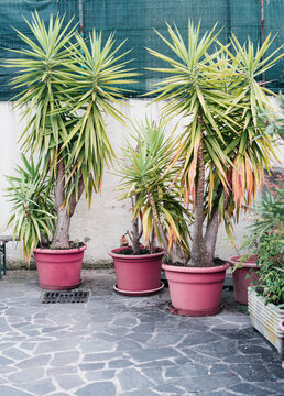 Palm Family in Pink Shape