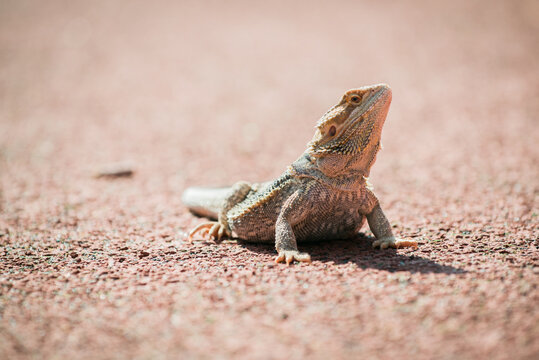 inland bearded dragon