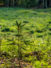 Neuanpflanzung von jungen Bäumen im Mischwald