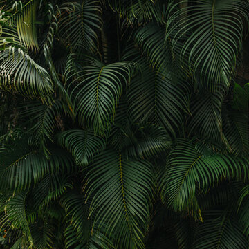 Dark Green Palm Tree Background