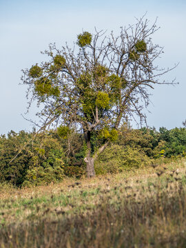 Mistel auf Baum