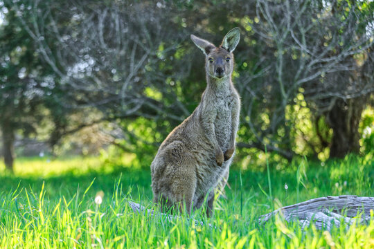 Kangeroos grazing