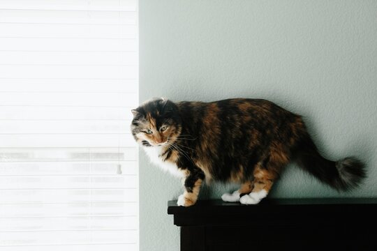 Max the Cat