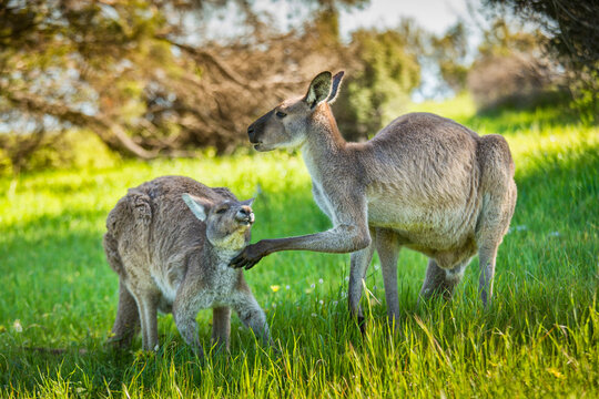 Kangeroos grazing