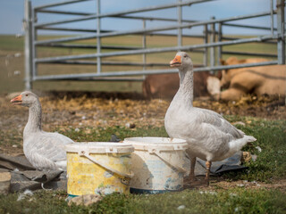 Gänse auf der Weide