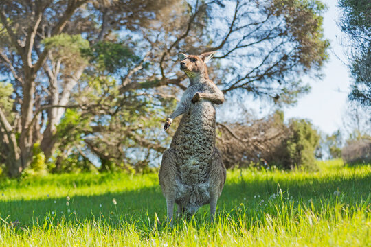 Kangeroos grazing