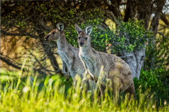 Kangeroos grazing