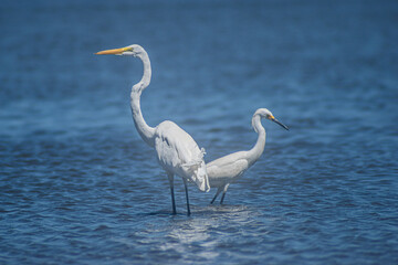 Great White Egret and Snowy Egret