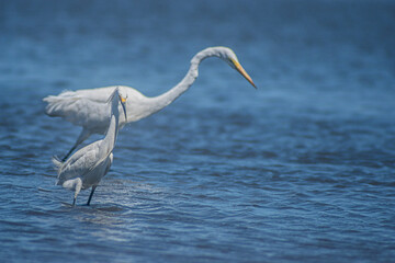 Great White Egret and Snowy Egret