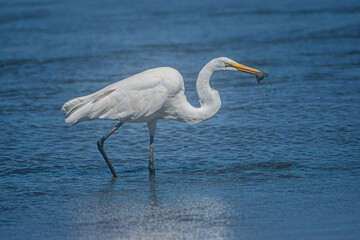Great White Egret 